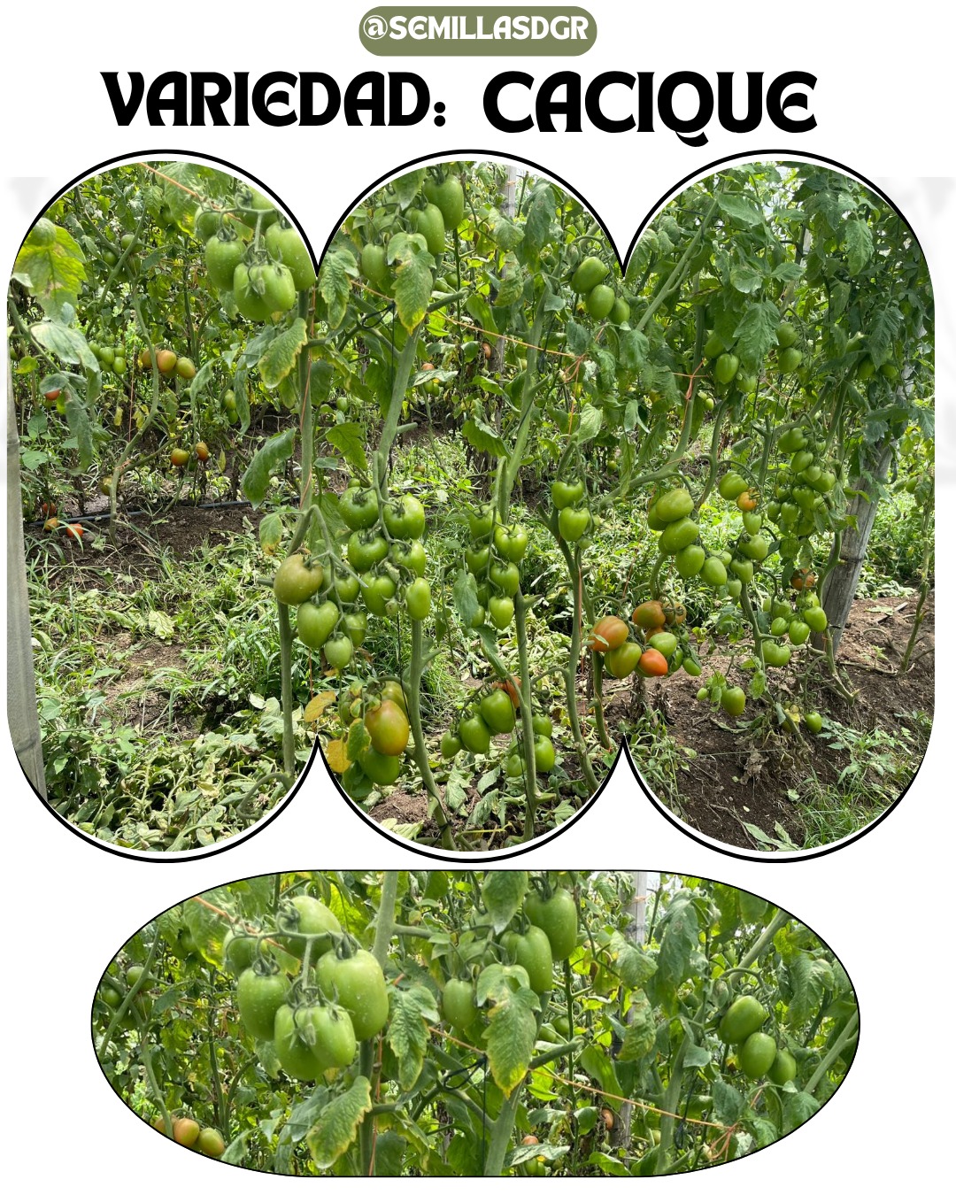 CACIQUE — Producción