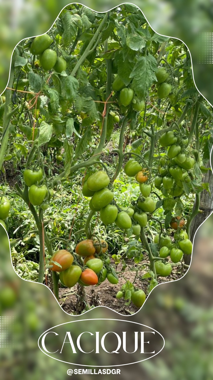 CACIQUE — Frutos