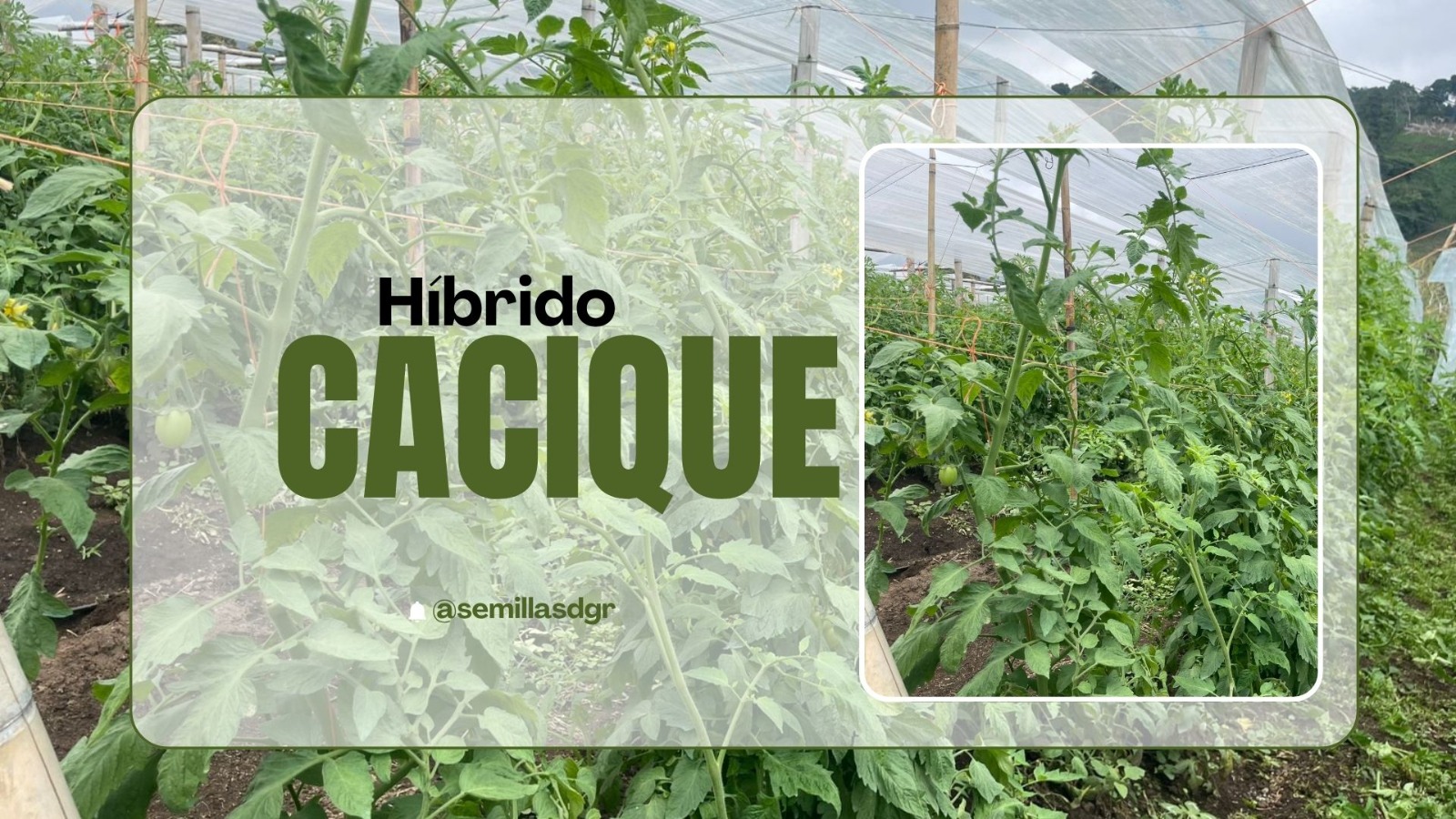 CACIQUE — Híbrido