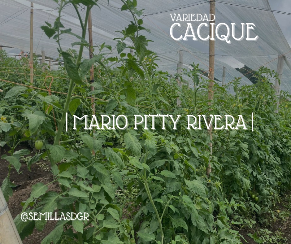 CACIQUE — Mario Pitty Rivera