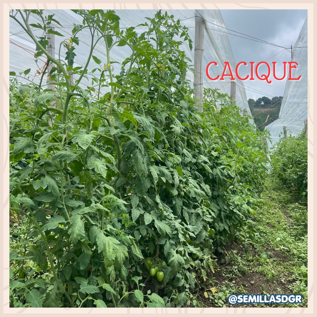 CACIQUE — Planta en invernadero
