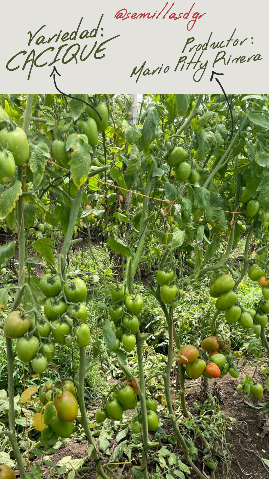 CACIQUE — Productor