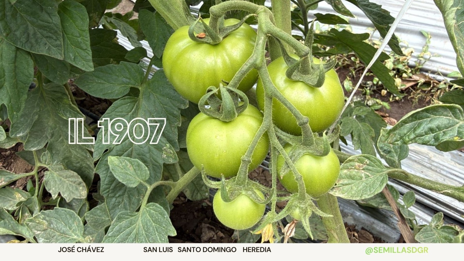 IL 1907 — Frutos, José Chávez Heredia