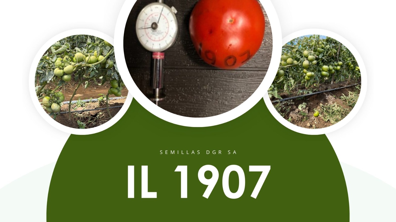 IL 1907 — Variedad Semillas DGR
