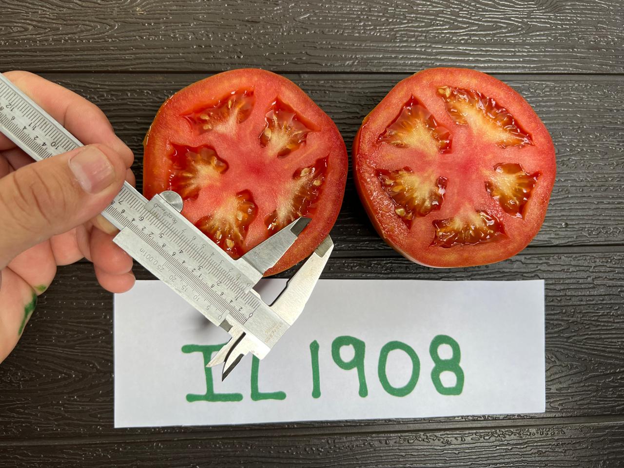 IL 1908 — Corte con calibrador