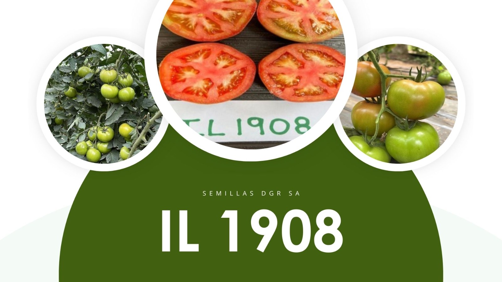 IL 1908 — Variedad Semillas DGR