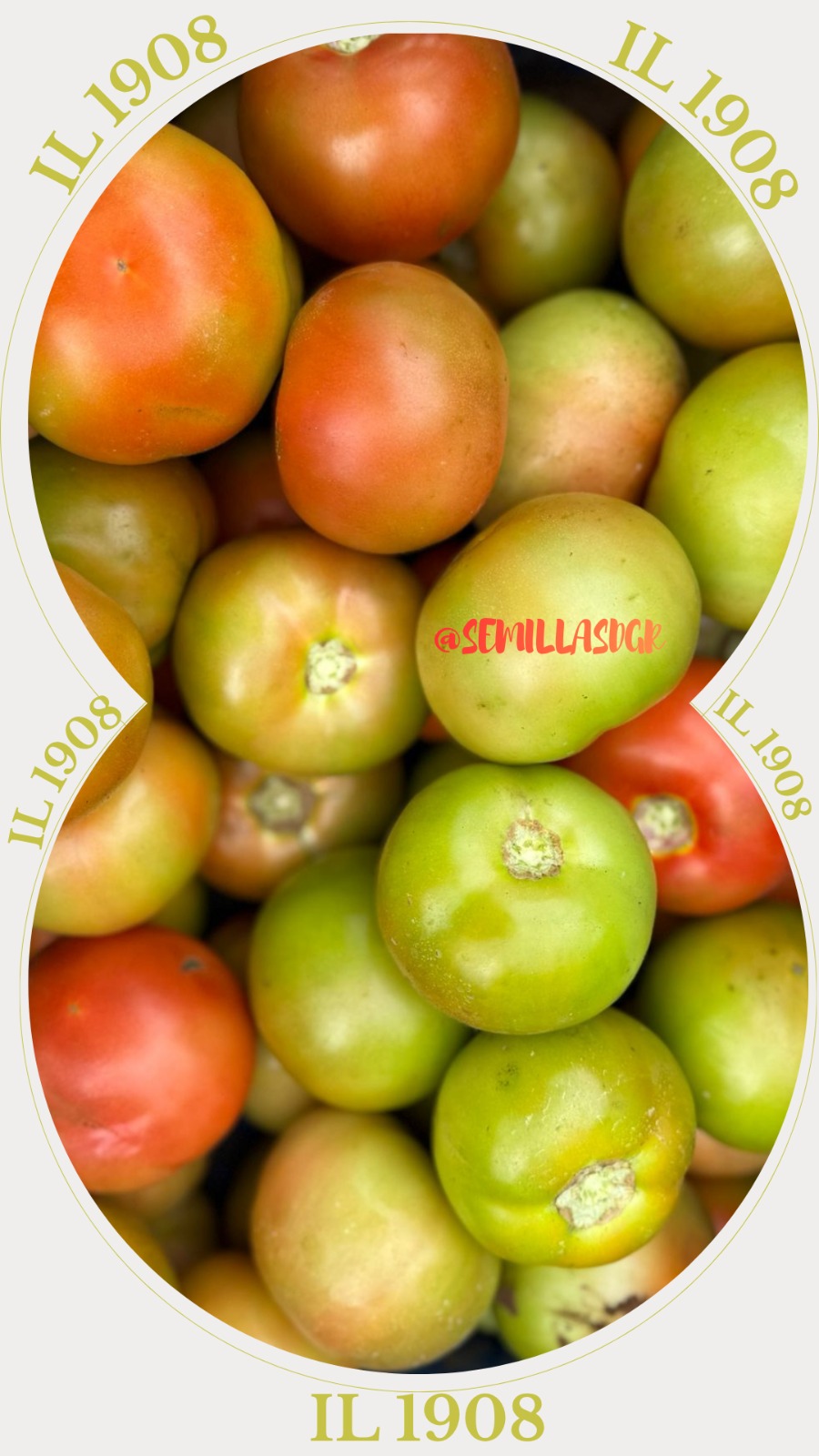 IL 1908 — Frutos rojos y verdes