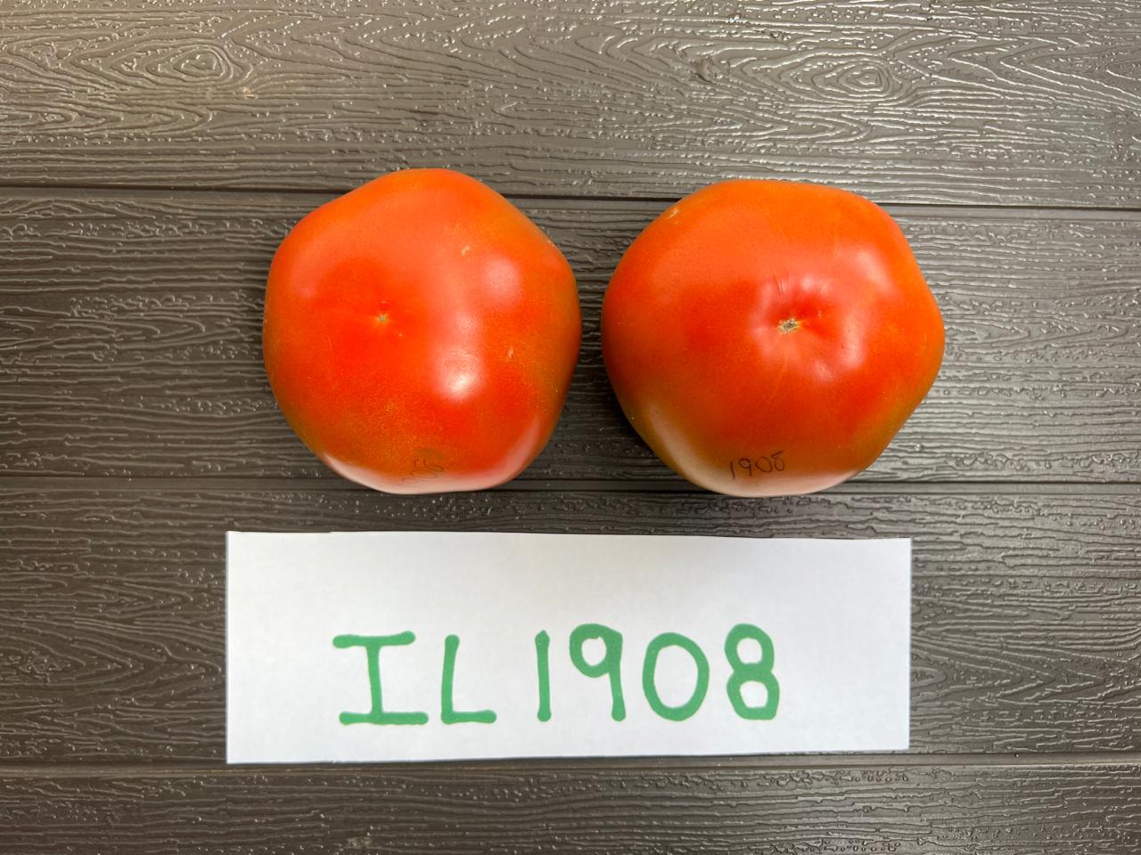 IL 1908 — Tomates rojos