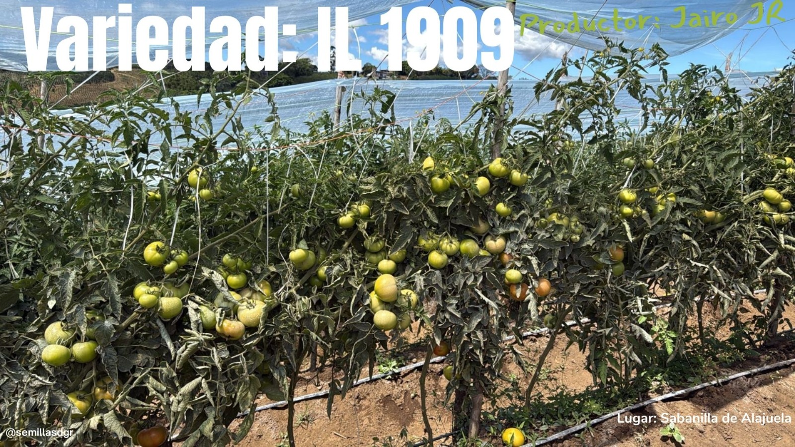 IL 1909 — Campo