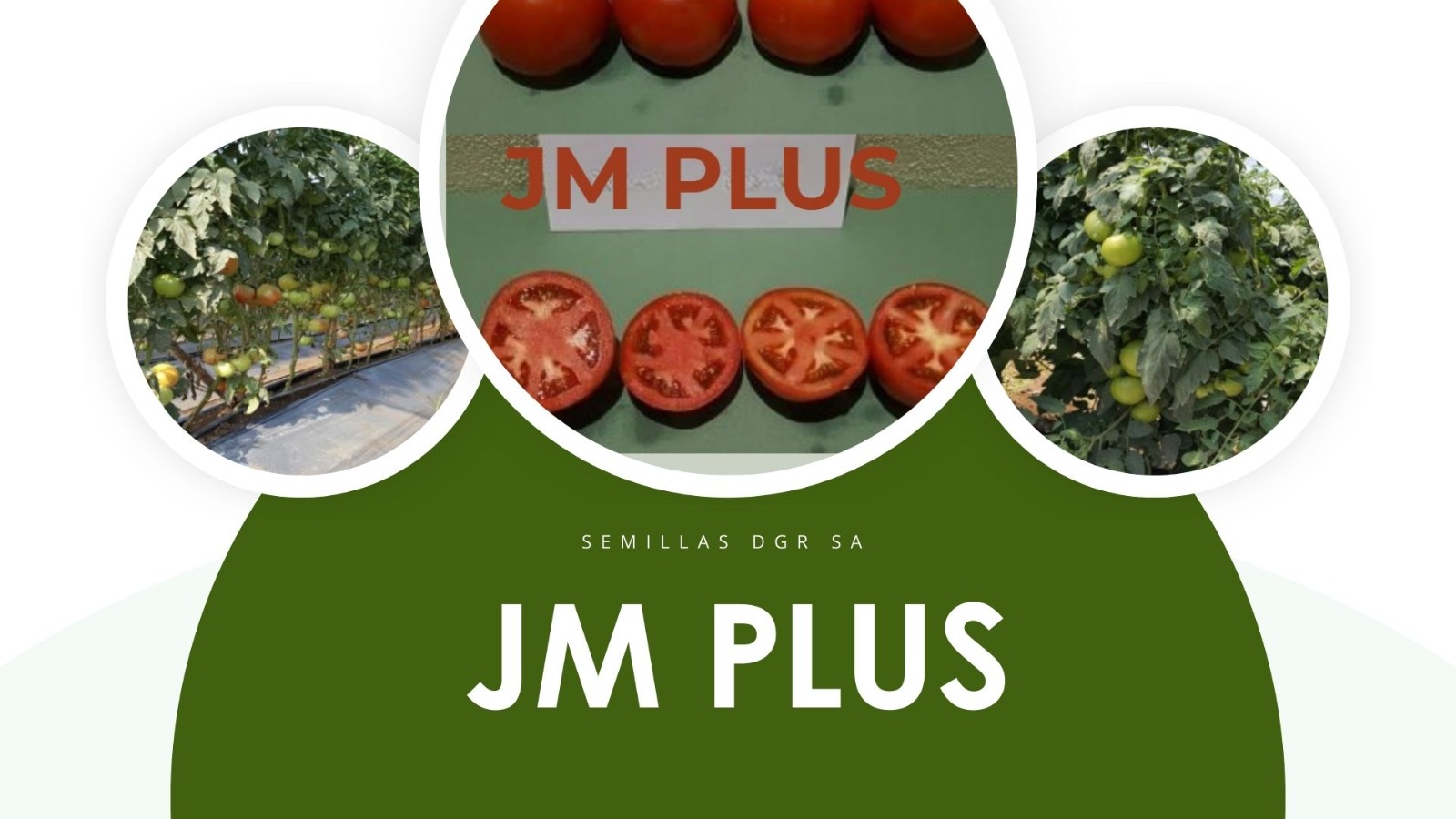 JM PLUS — Variedad Semillas DGR