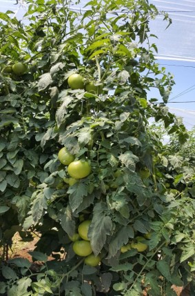 JM PLUS — Planta