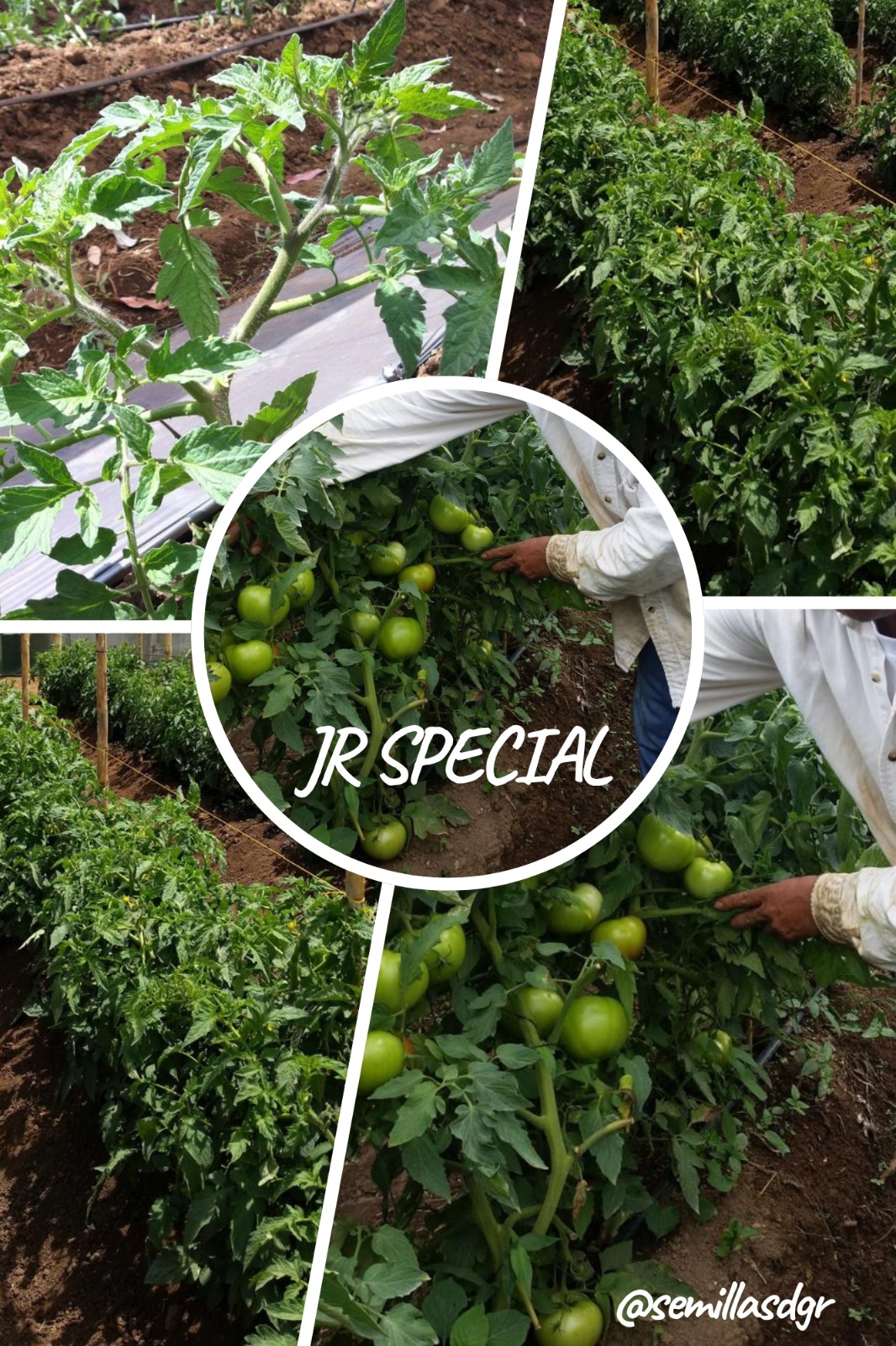 JR Special — Cosecha