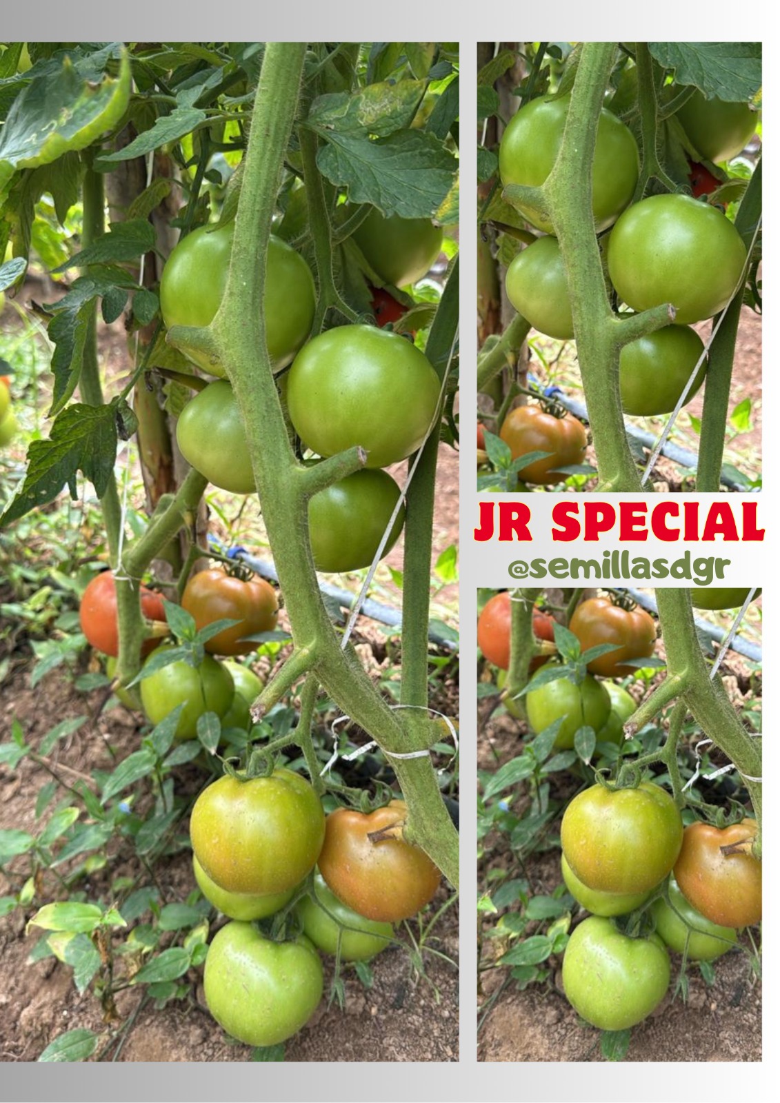 JR Special — Racimos