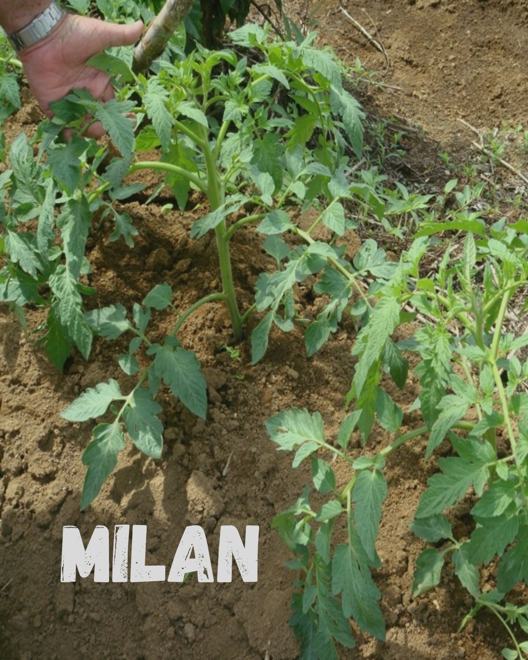 MILAN — Planta joven