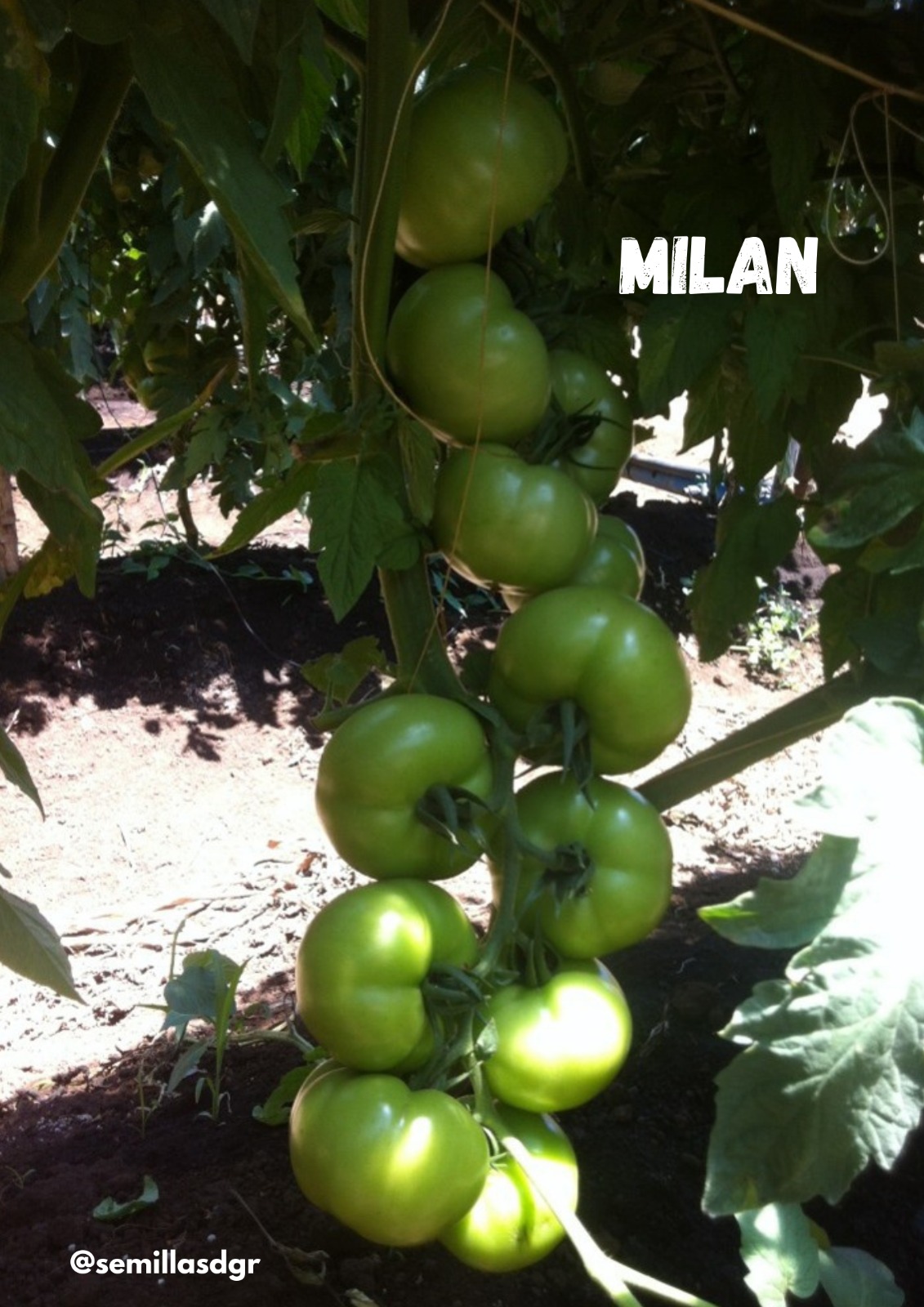 MILAN — Racimo verde