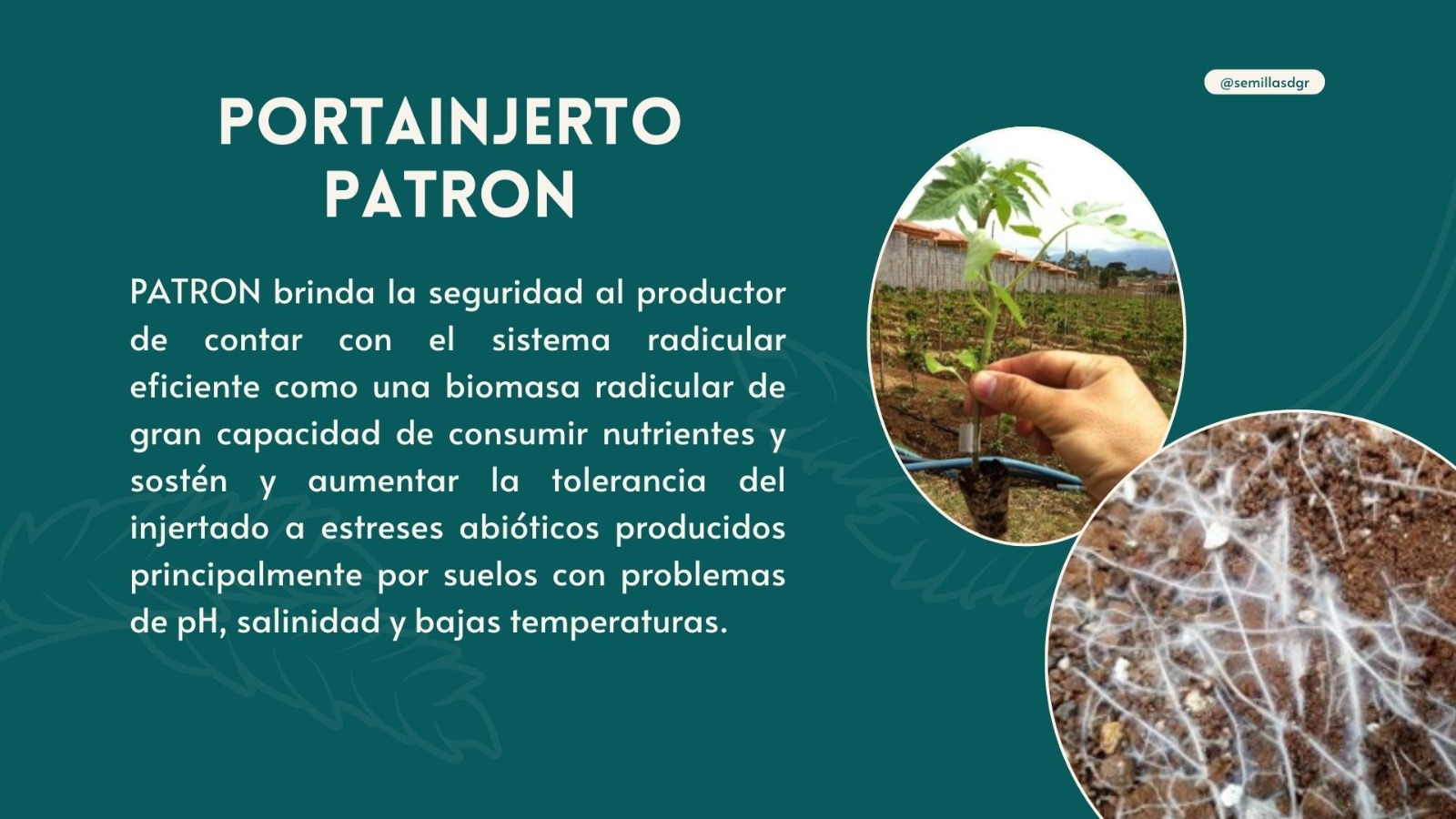 PATRÓN — Descripción