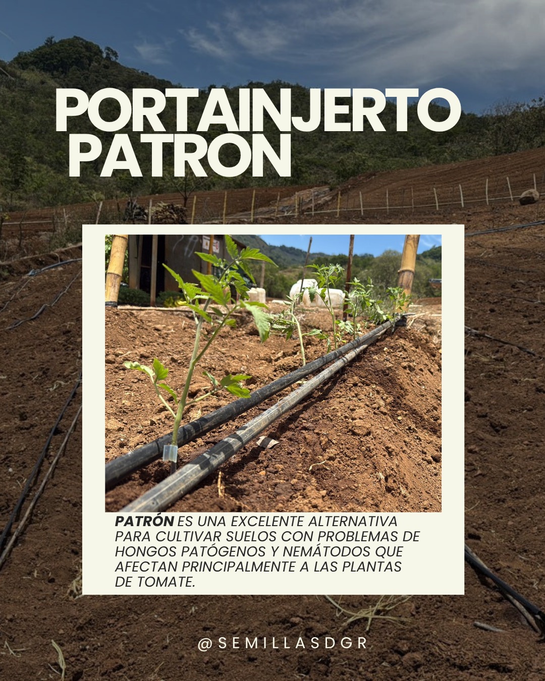 PATRÓN — Información