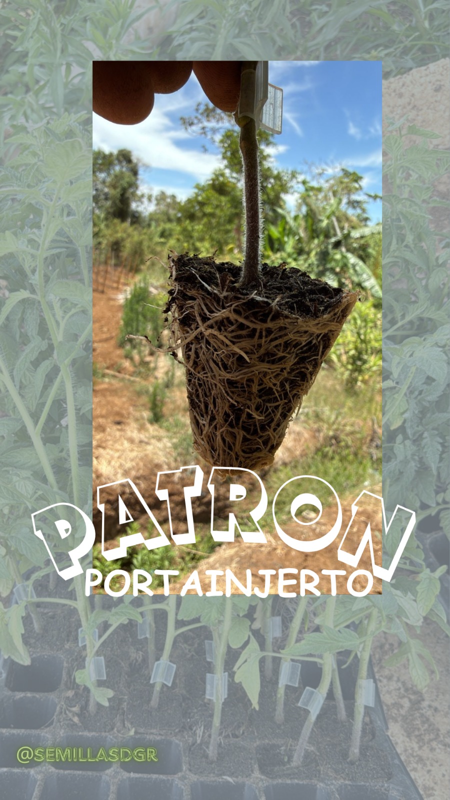 PATRÓN — Sistema radicular
