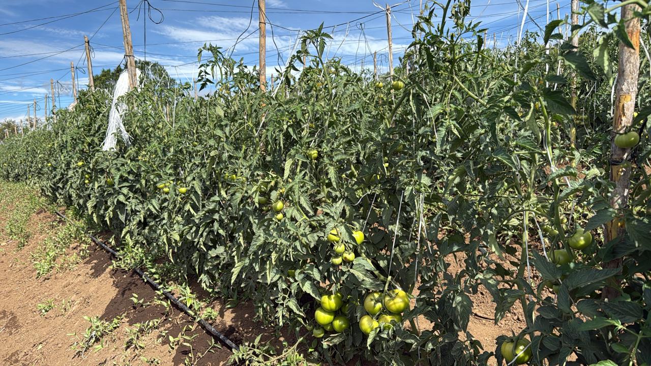 R 1912 — Campo