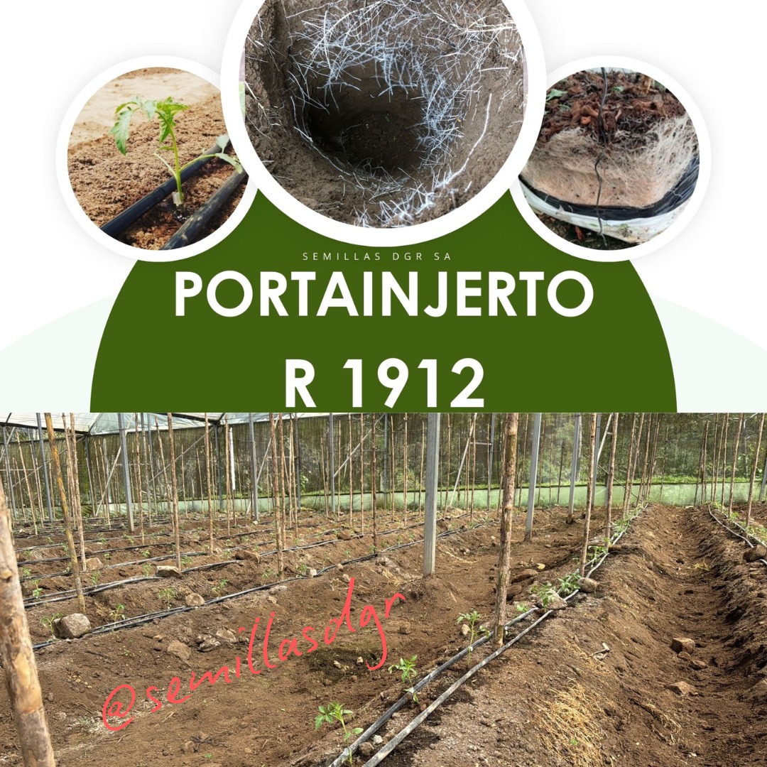 R 1912 — Colage