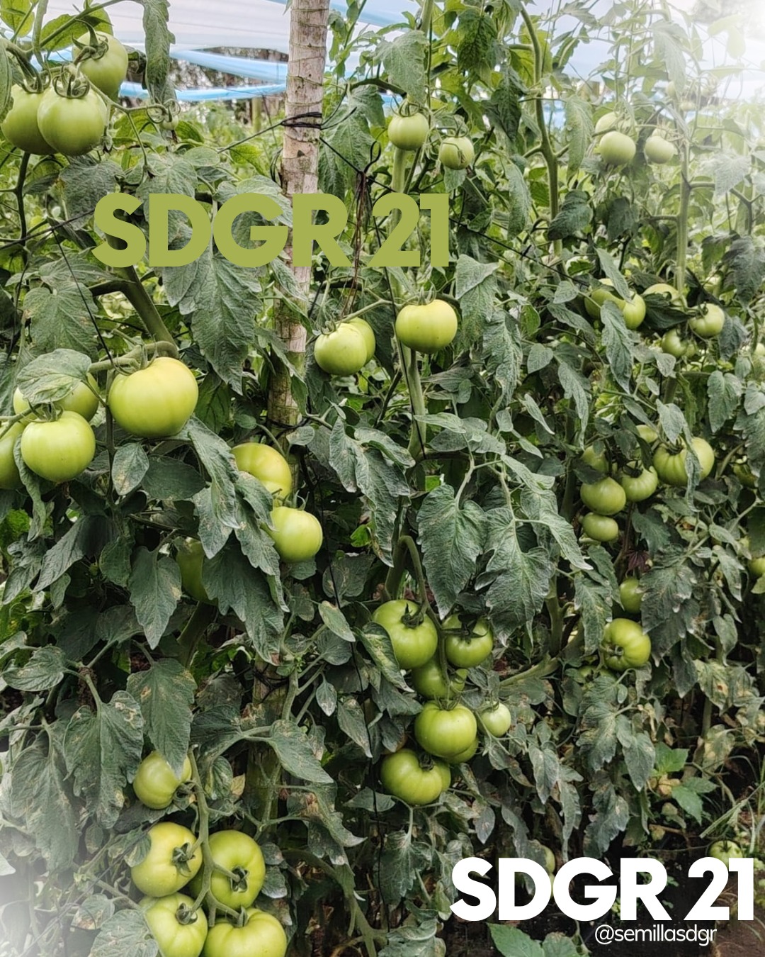 SDGR 21 — Carga de frutos