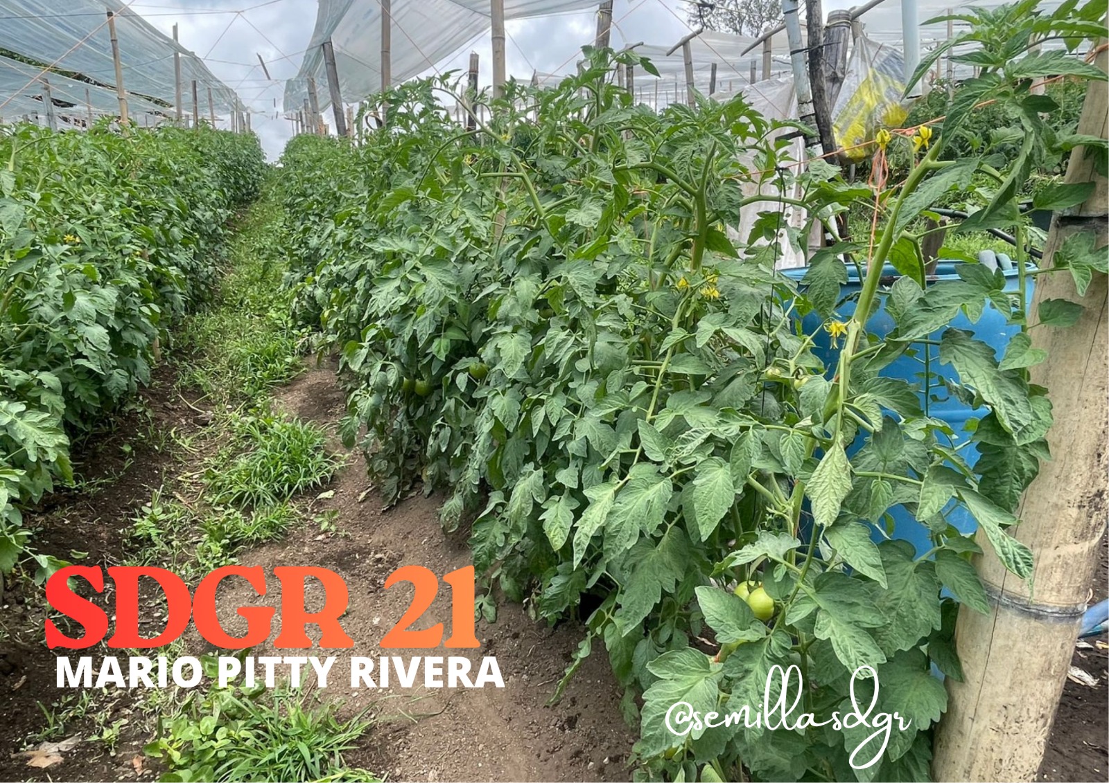 SDGR 21 — Invernadero