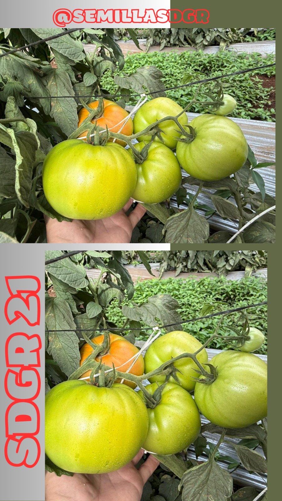 SDGR 21 — Frutos en mano