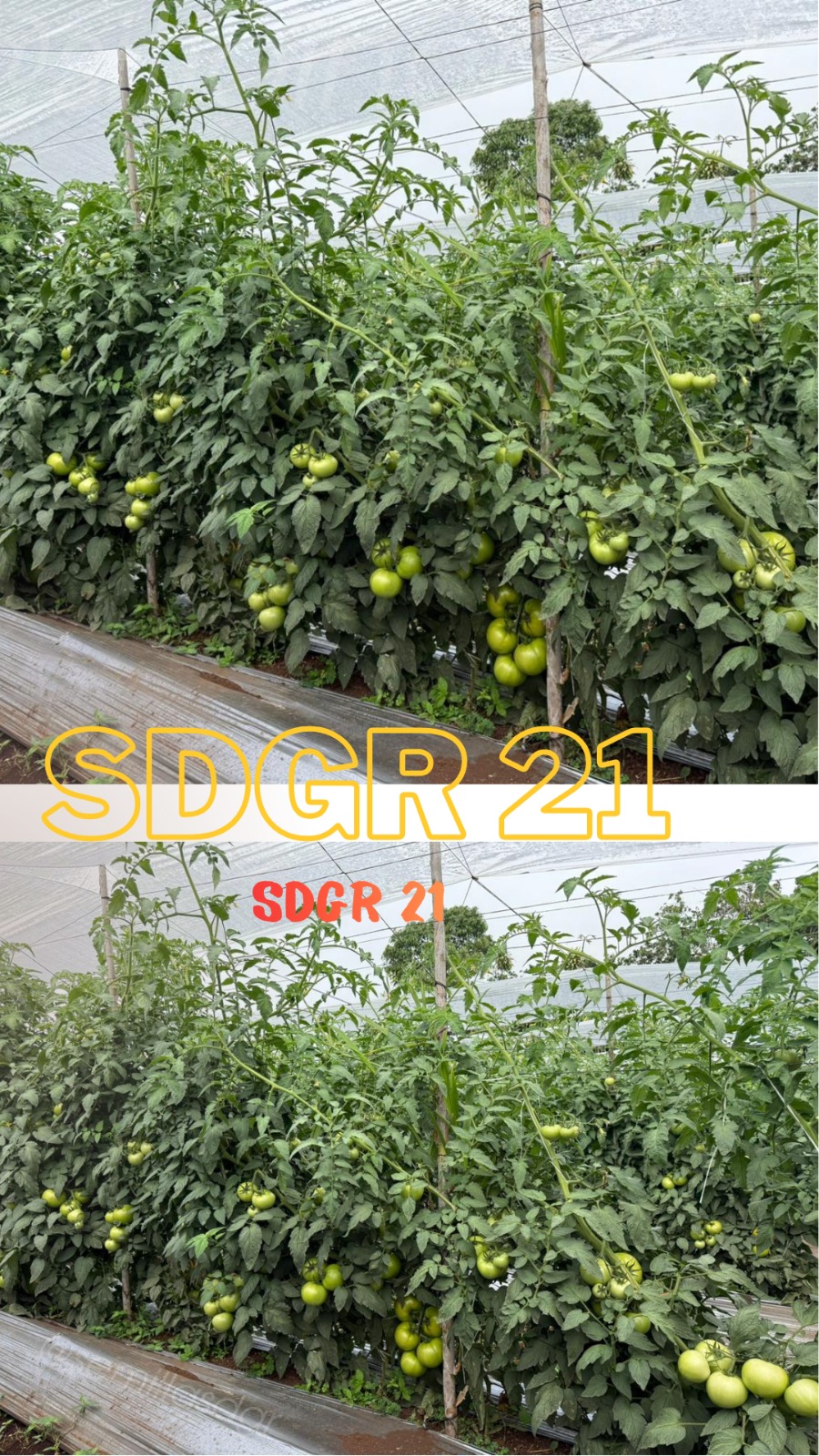 SDGR 21 — Plantas