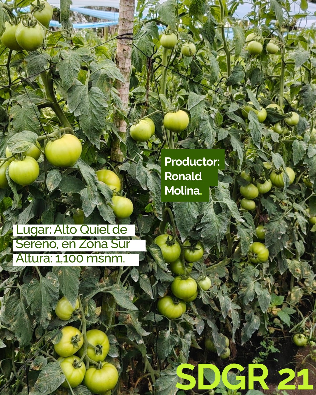 SDGR 21 — Productor Ronald Molina