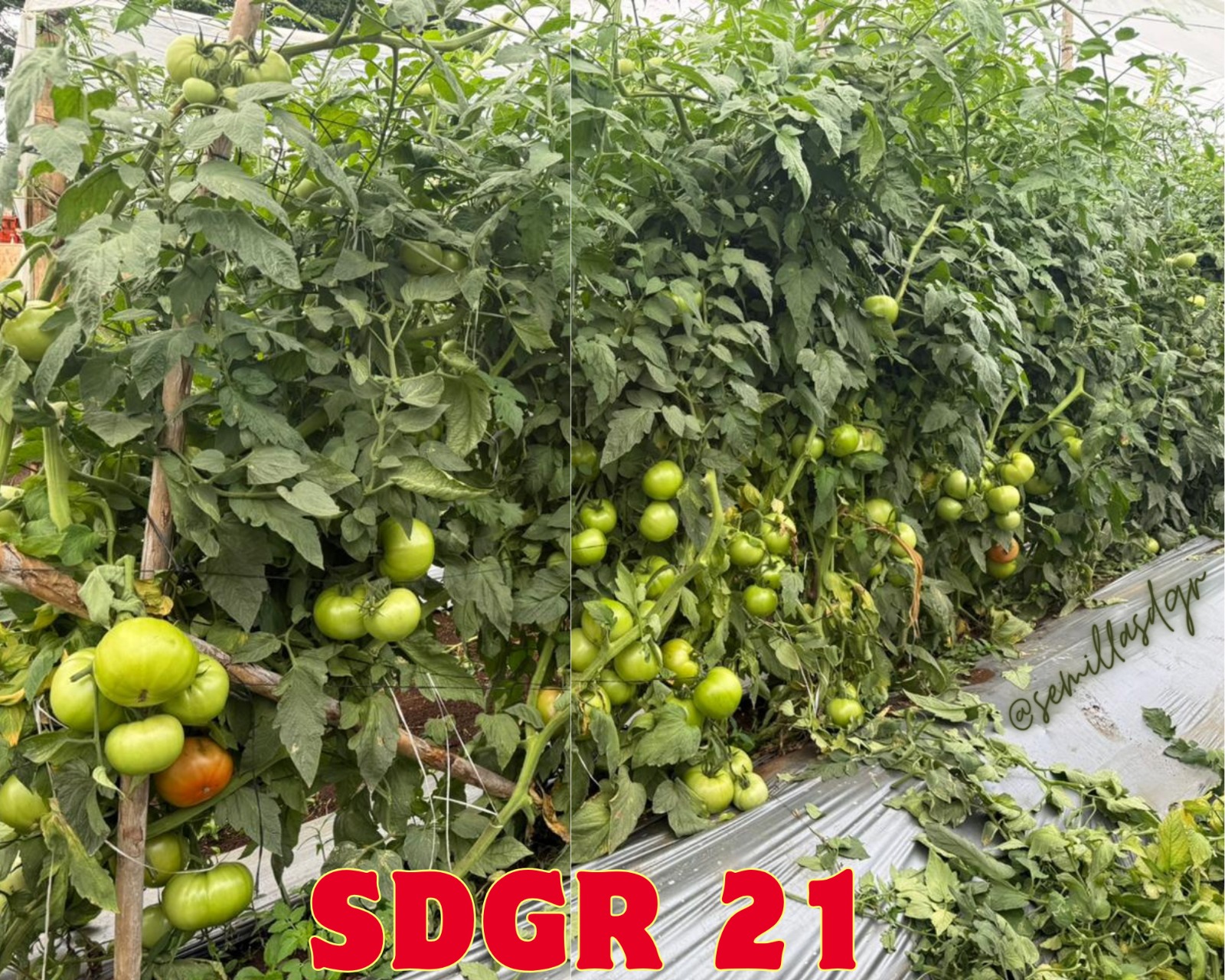 SDGR 21 — Racimos abundantes