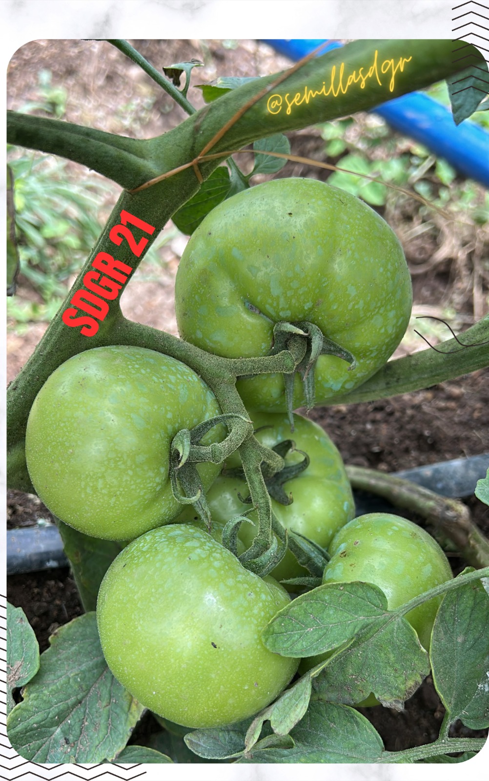 SDGR 21 — Tomate verde
