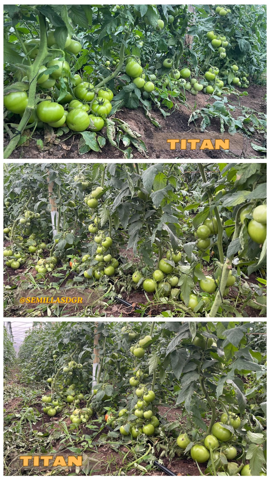 TITAN — Alta producción