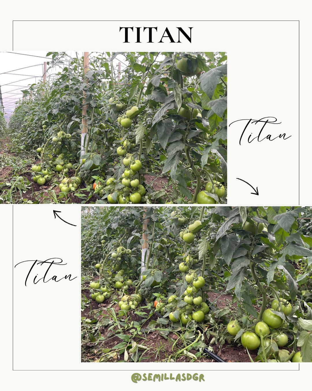 TITAN — Variedad