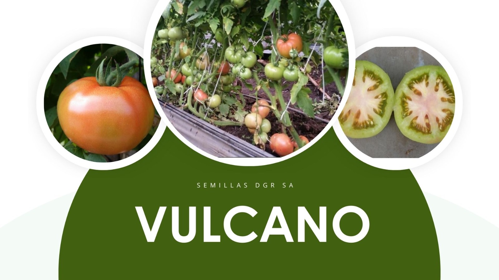 VULCANO — Colage variedad