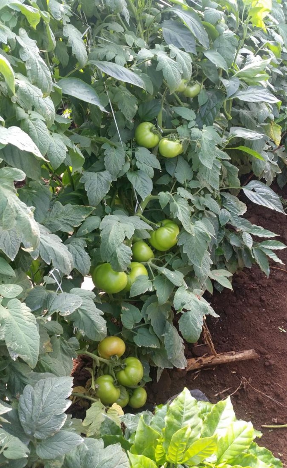 VULCANO — Planta en campo