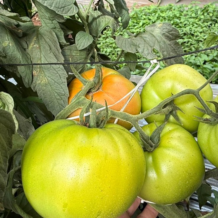 SDGR 21